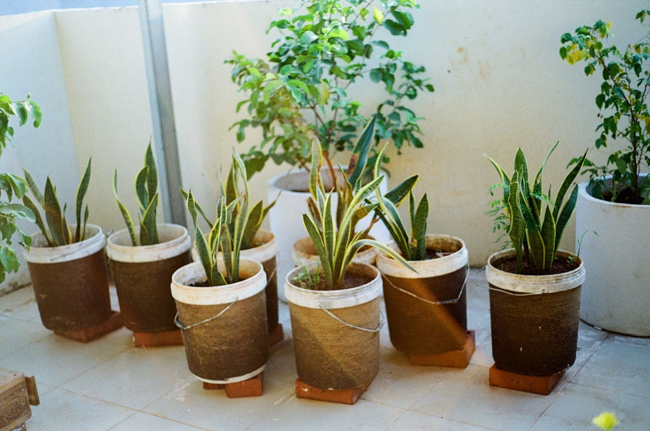 Espada de São Jorge - 6 plantas para ter dentro de casa