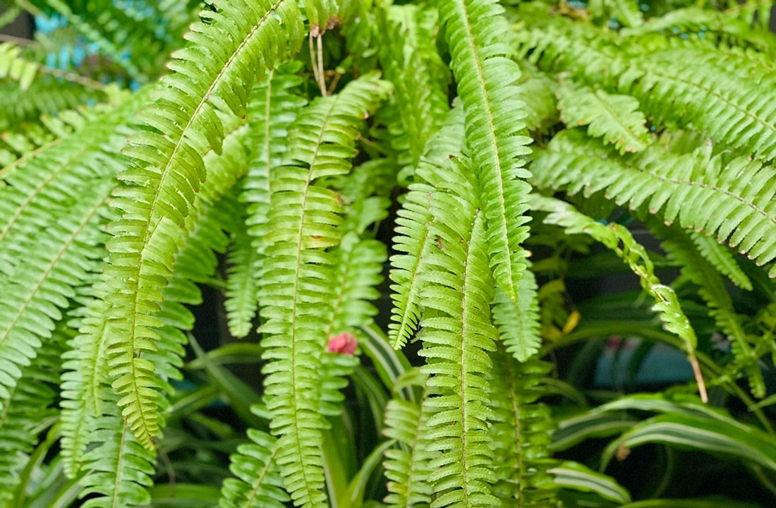 Fetos - 6 plantas para ter dentro de casa