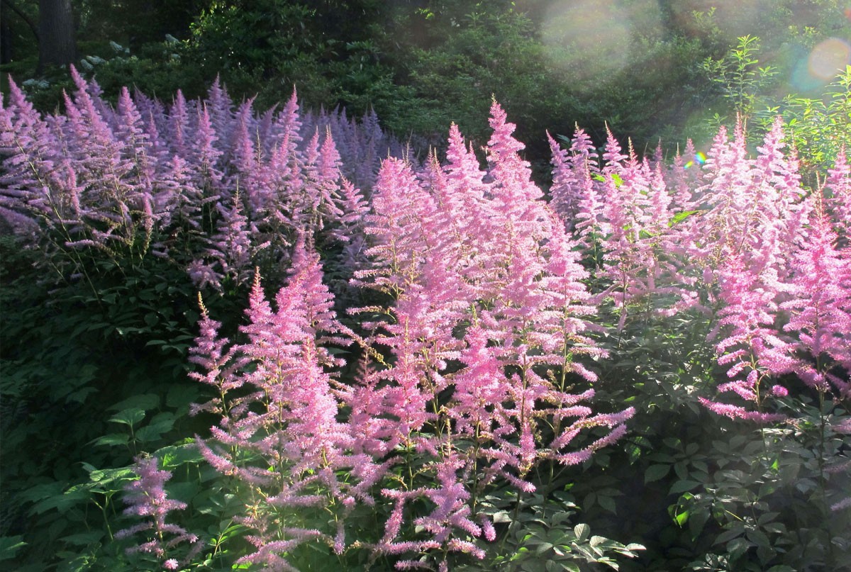 Astilbe - Jardins de Sombra -  Plantas que crescem com pouca luz solar
