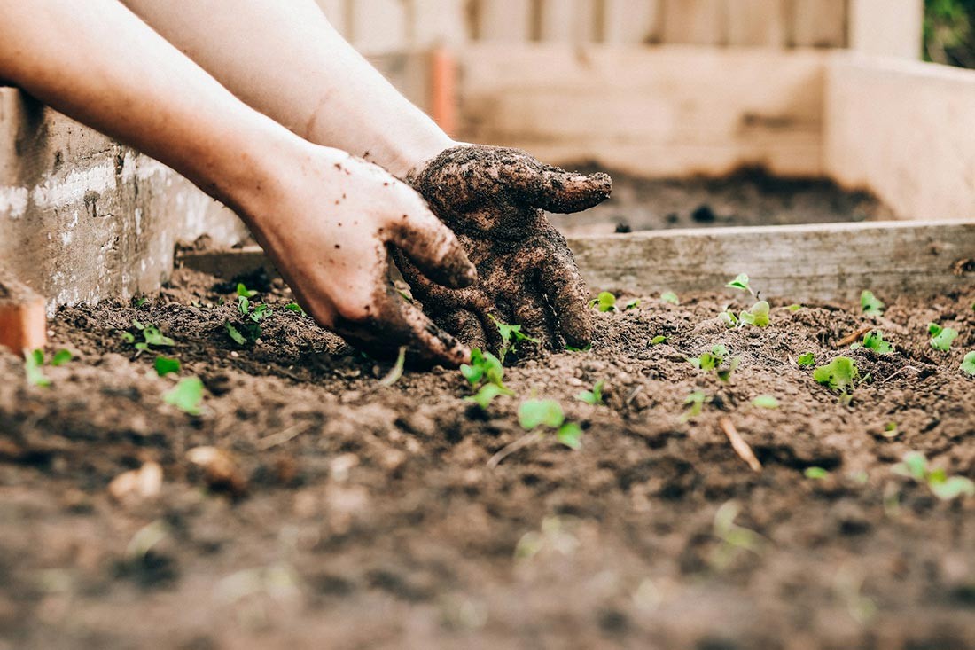 Tempo de plantar - Como plantar uma horta eficiente? O Método do Metro Quadrado por Mel Bartholomew