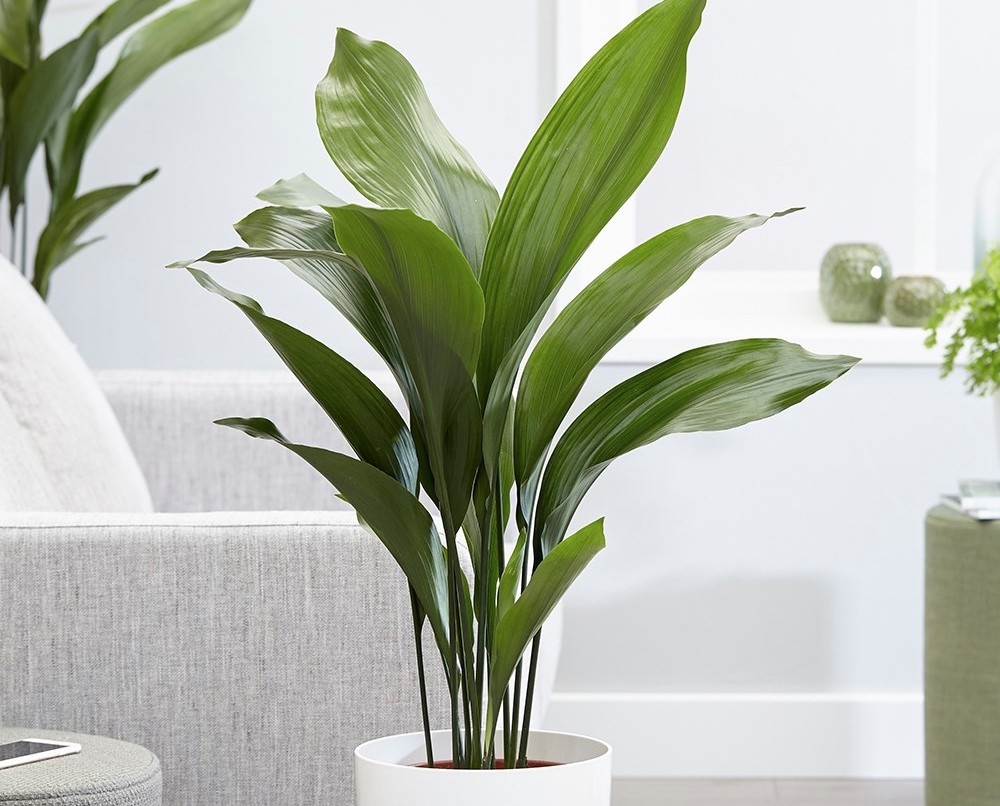 Aspidistra - 6 plantas para ter dentro de casa