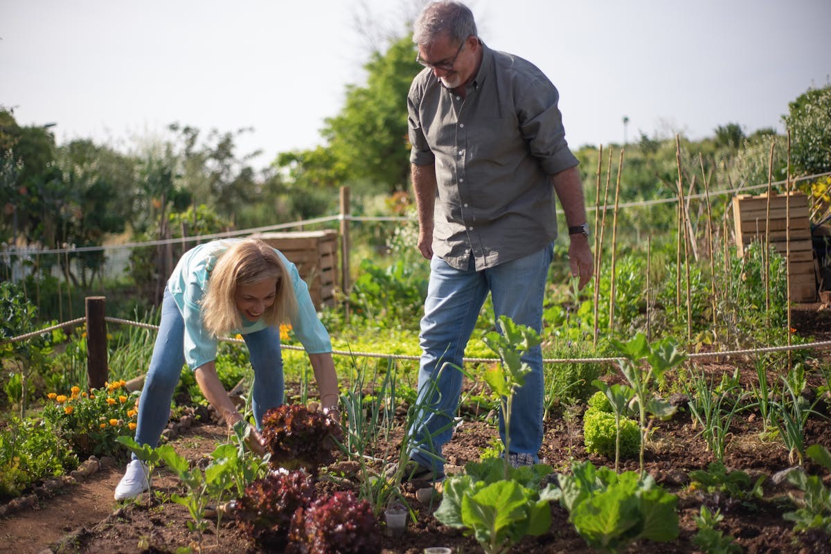 11 vegetais fáceis de cultivar ao longo do ano