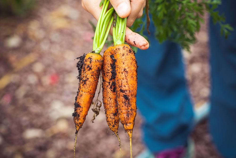 3 vegetais de raiz de colheita rápida - 11 vegetais fáceis de cultivar ao longo do ano