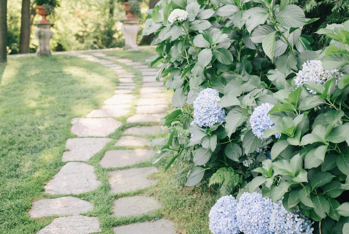 Hortênsias - Jardins de Sombra -  Plantas que crescem com pouca luz solar