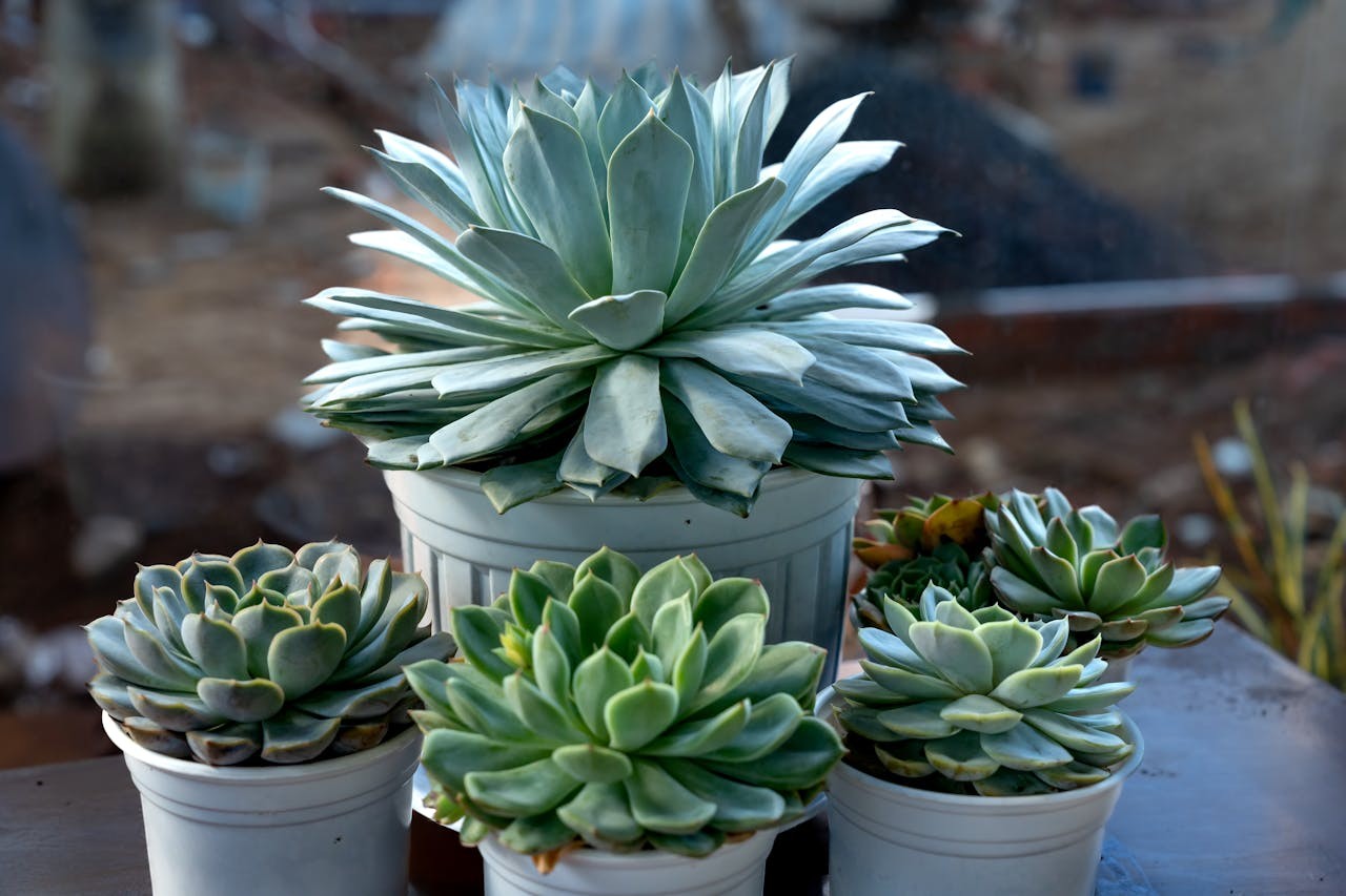 Suculentas - 6 plantas para ter dentro de casa