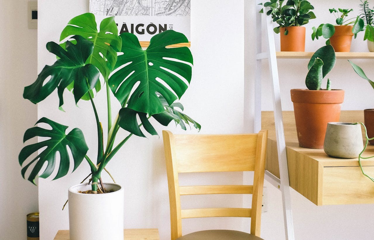 Costela de Adão - 6 plantas para ter dentro de casa